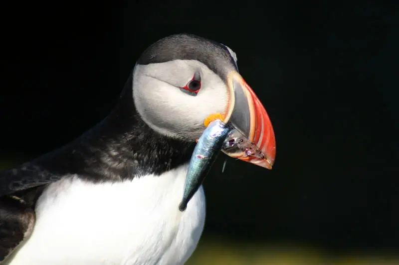 puffin tours to machias seal island