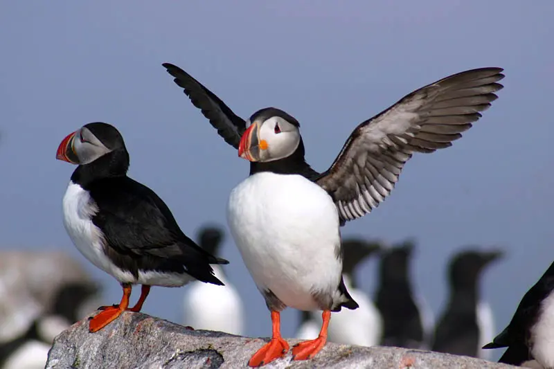 sea watch puffin tours