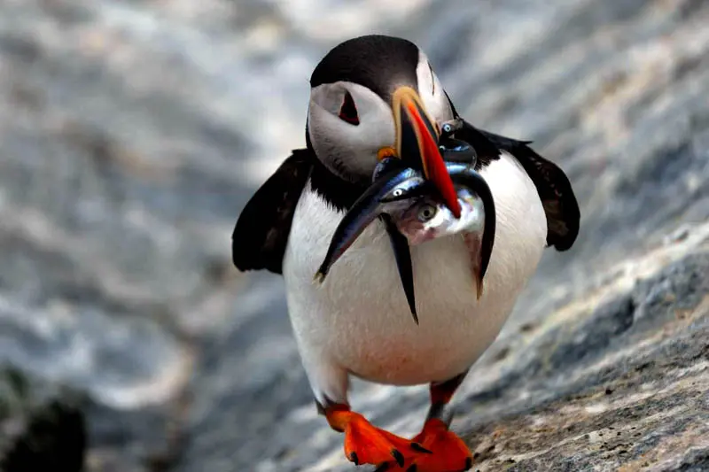 sea watch puffin tours