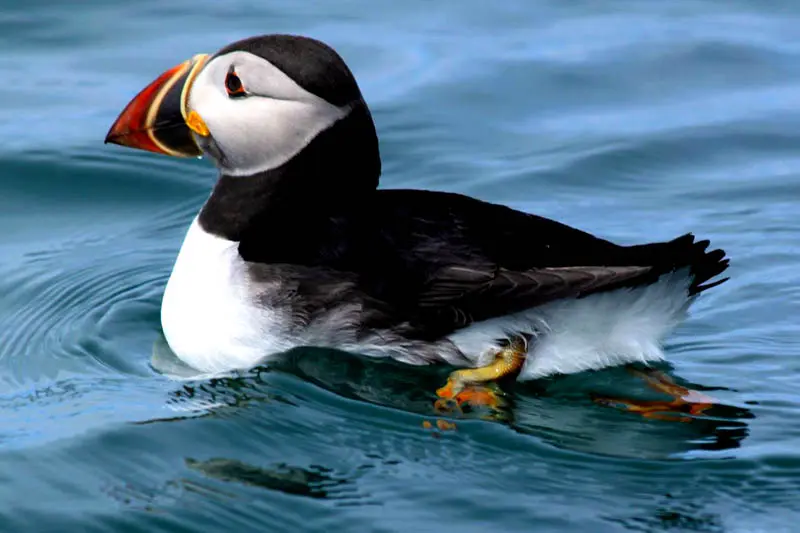 sea watch puffin tours