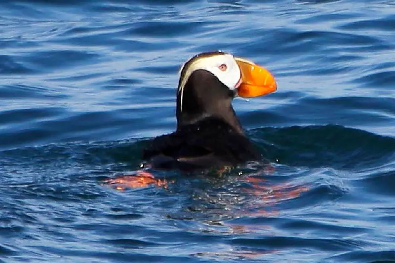 seal island puffin tours