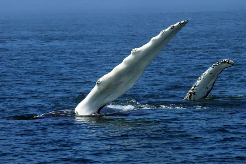 whale-7