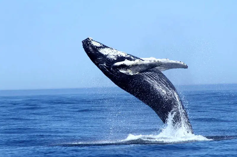 whale-8